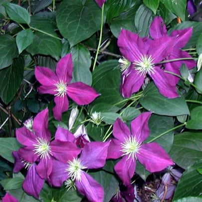 Clematis hybrida Jackmanii